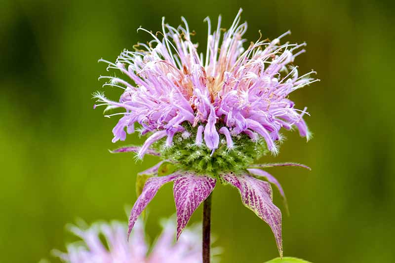 Gardeners_Path_'s tweet photo. How to Grow Bee Balm: Bring Out the Hummingbirds! Add some vibrant color to your garden with this uniquely beautiful, medicinal, edible perennial. Learn more on Gardener's Path https://t.co/hEVBUBckyw #beebalm #flowers https://t.co/XOFsW2SmdV