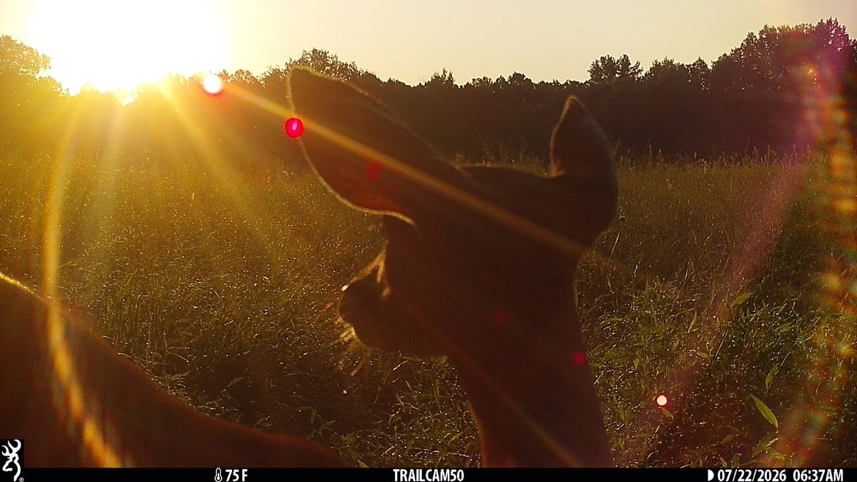 Trail_Cams's tweet photo. https://t.co/b84qsMQkms