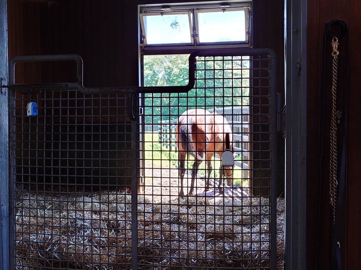 sakuran_lancer's tweet photo. ドウデュース
今年は160頭くらいつけた
種付け中に牝馬が動いてしまい竿がハレて種付けを休んだらしい

力が強く前向きで、他の馬と違い2人引きしているとのこと
産駒は芝でもダートでも活躍できそう https://t.co/Nb17buUY2J