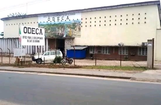 BoneshaFM's tweet photo. #Gitega: La Faible rémunération et retards chroniques de paiement poussent les caféiculteurs à abandonner et même à arracher leurs caféiers au profit des cultures vivrières, malgré les mesures de relance annoncées par l’ODCA.https://t.co/CCXRzfHApM @BMineagrie https://t.co/4ysRo9tYQ2