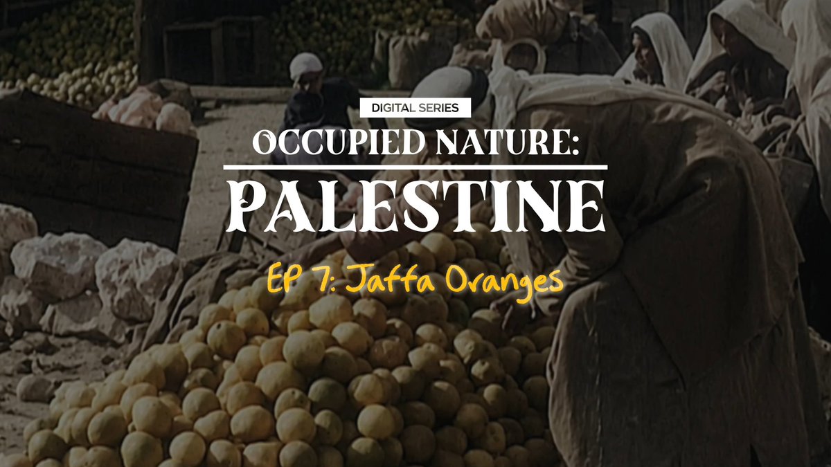 Reclaiming Heritage: The Resilient Report of the Jaffa Orange