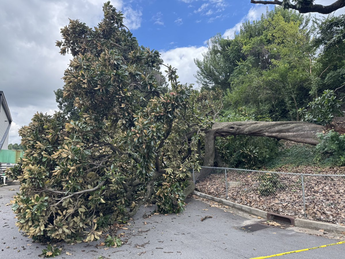 jeff_hullinger1's tweet photo. The mighty Spiller has been felled, a pair of historic 125-to-160-year-old trees in Atlanta. They famously stood in the outfield (deep center-right field) of Ponce de Leon Park—also known as Spiller Field—where any batted ball hitting the trees remained live in play until 1947. https://t.co/DCVSieJ2I3