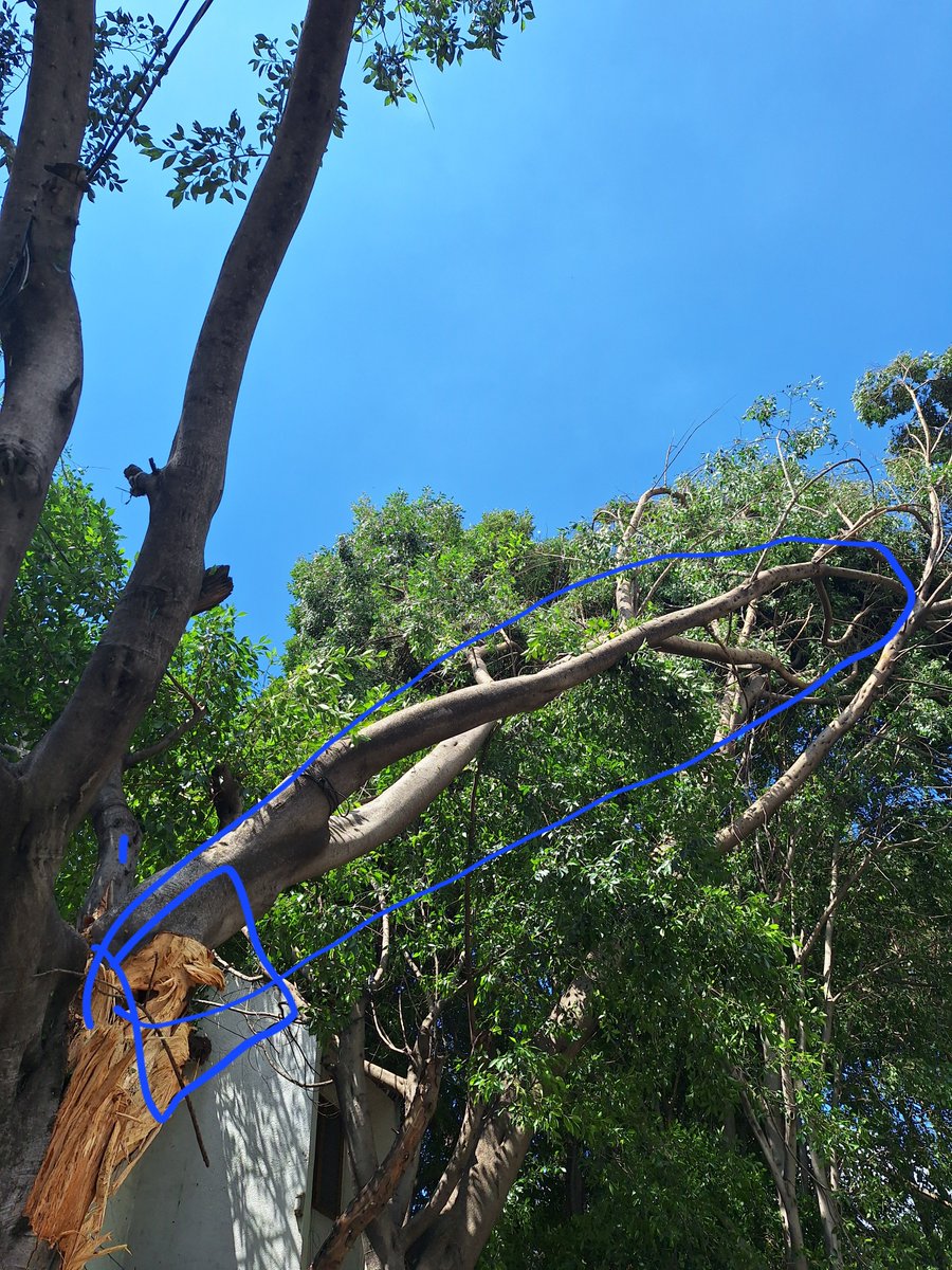 gjrodrig01's tweet photo. Afuera de salaverry 1018 y 1020, se cayó la mitad del árbol, pero quedo una rama de 20 meteo aprox qué se divide en dos recargada en otros árboles. Ya no tiene soporte donde de partio
@yancolozano https://t.co/NsvFMEgPrB