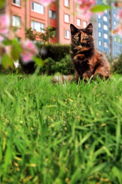 aceHdstricklabs's tweet photo. 桜の花びらを猫がキャッチ🌸🐱 https://t.co/d5eI2NAWqj