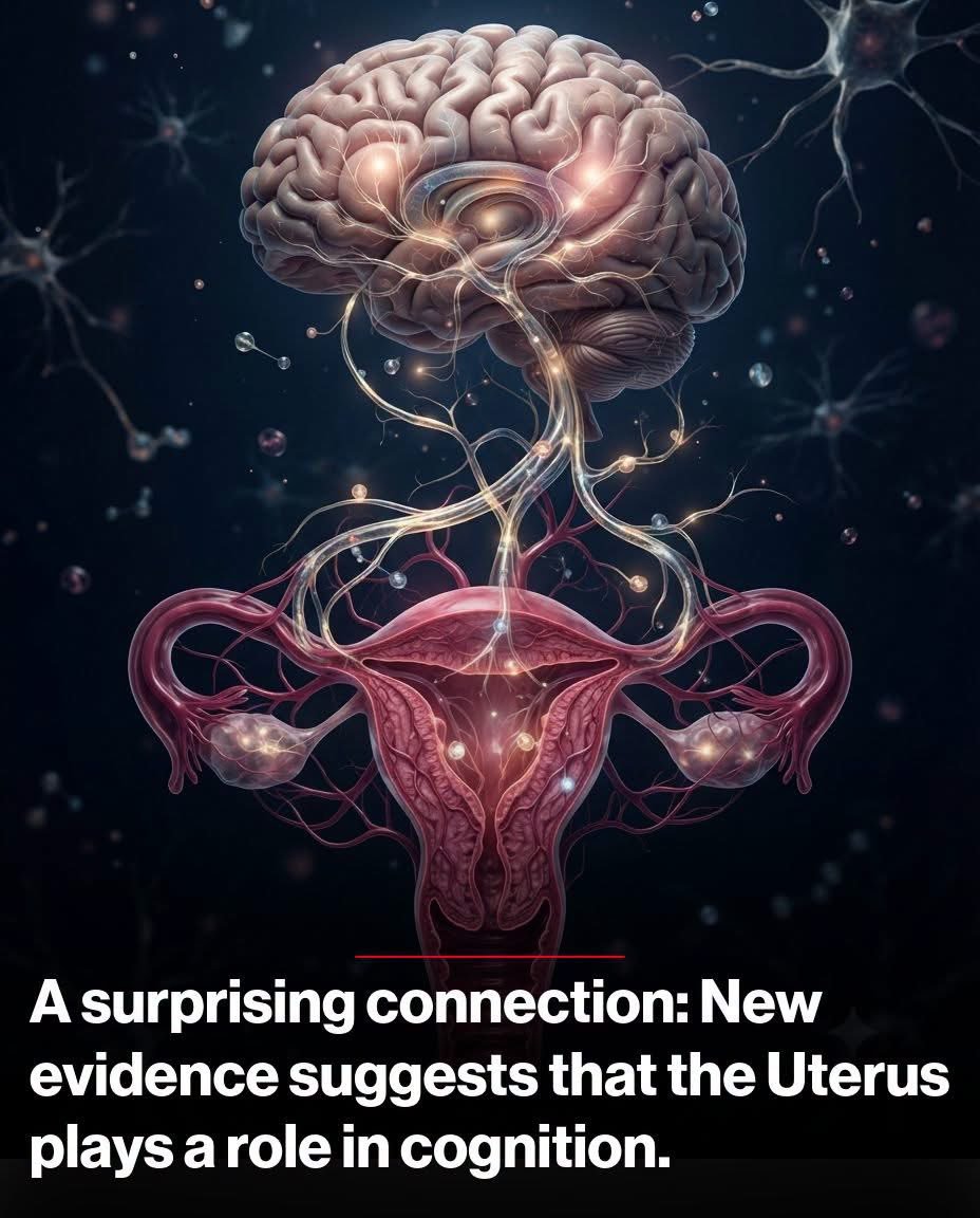 QuarksQuasarsX's tweet photo. 🧠 Your Uterus May Be Helping Your Brain

A surprising study found that rats lost some spatial memory abilities after their uterus was removed—even though their ovaries were left intact. The findings suggest the uterus may communicate with the brain and support memory, not just reproduction. 

While more human research is needed, this could help explain why some women notice cognitive changes after a hysterectomy.

Source:
Koebele, S. V., et al. Endocrinology, 160(1), 1–16. National Institute on Aging.