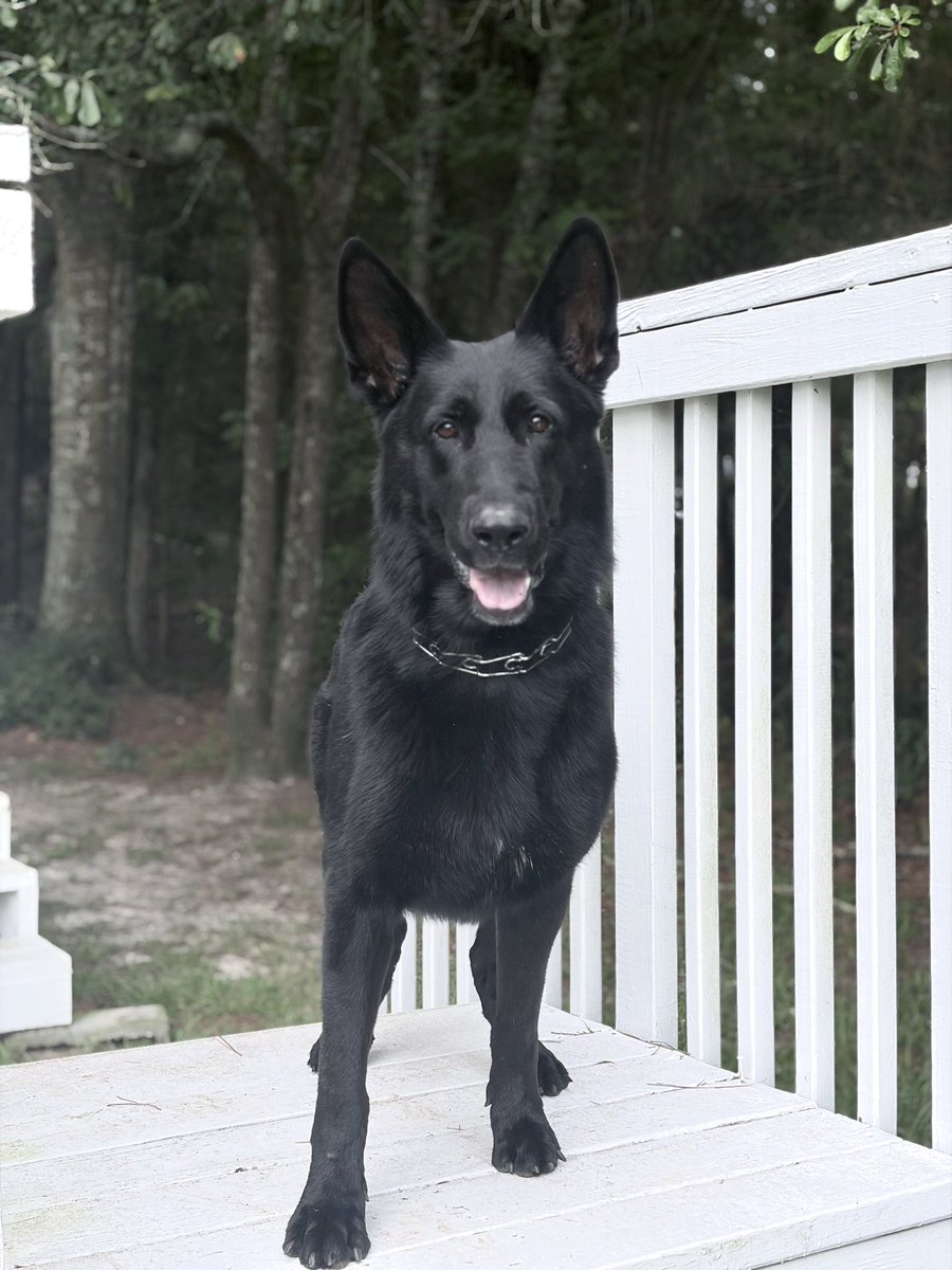 HarrisonK9AE's tweet photo. Did you know that German Shepherds come in solid black? We have the very best ones. #blackisbeautiful #germanshepherd #blackgermanshepherd #familydog #bestestboy https://t.co/YXCacpvwoX
