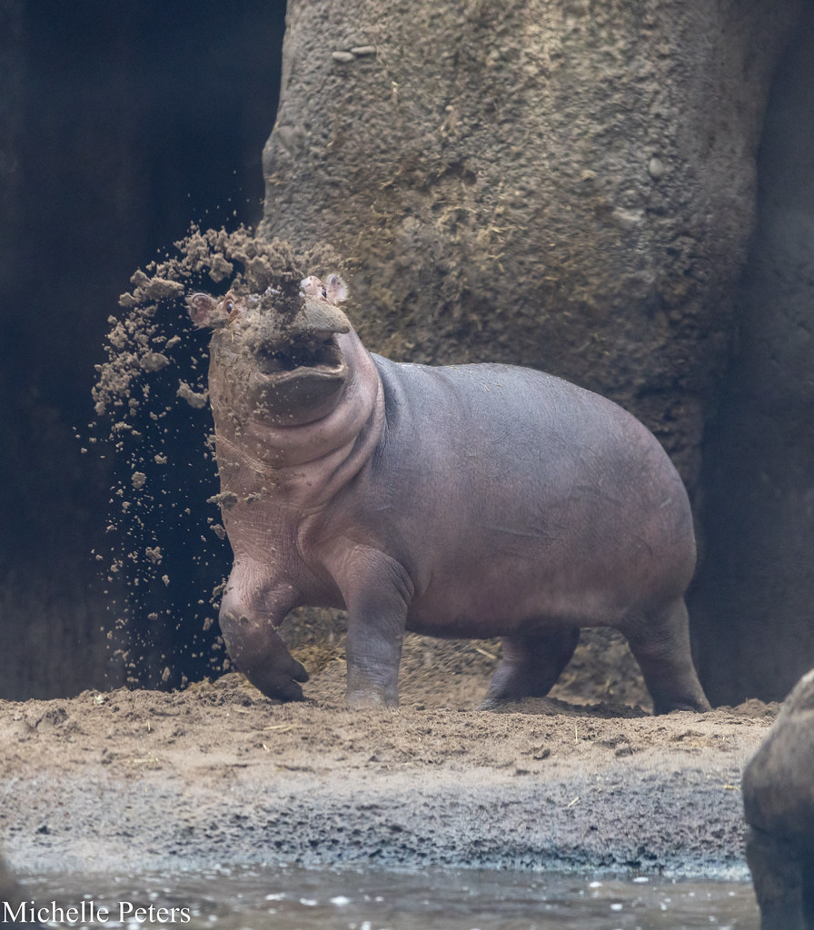 CincinnatiZoo's tweet photo. Happy 4th Birthday Fritz! Just like his sis Fiona, Fritz has always had a big personality! 🤩 https://t.co/ONWxfmH3Tc