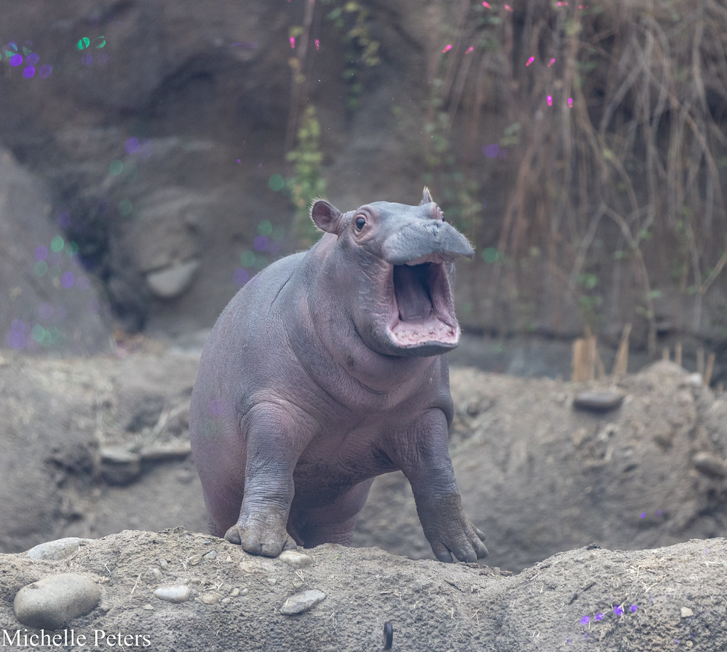 CincinnatiZoo's tweet photo. Happy 4th Birthday Fritz! Just like his sis Fiona, Fritz has always had a big personality! 🤩 https://t.co/ONWxfmH3Tc