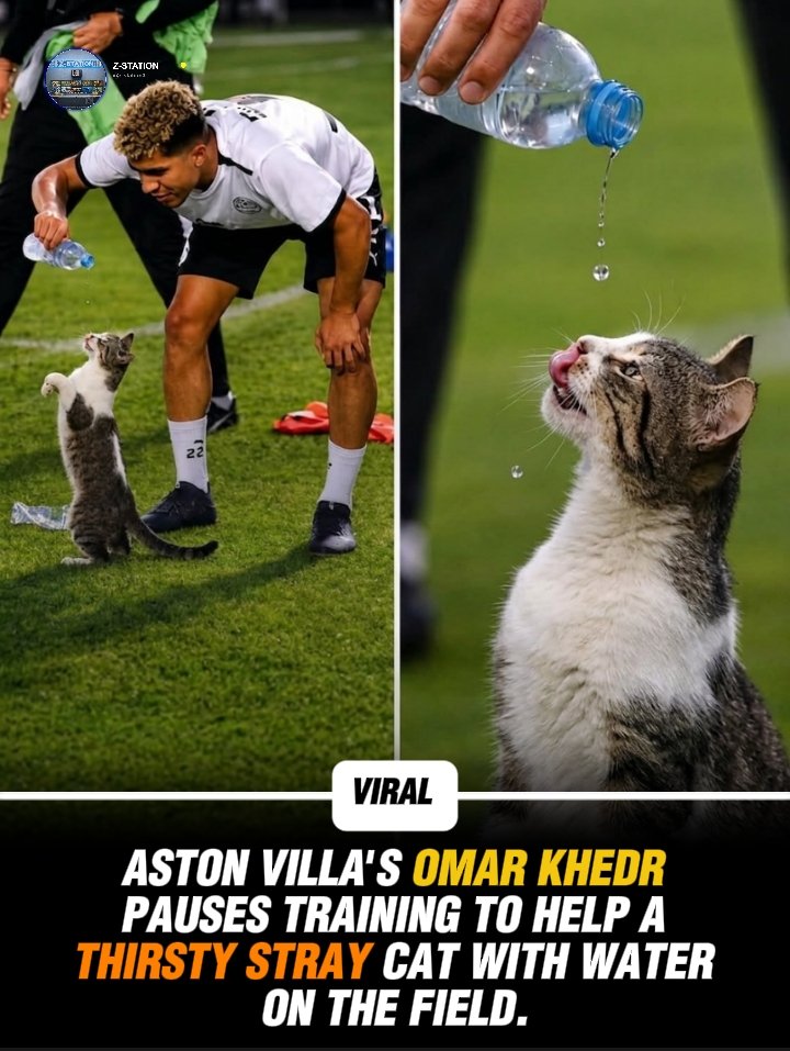 z_station3's tweet photo. During an Aston Villa training session, Egyptian winger Omar Khedr captured the hearts of football fans worldwide by briefly stepping away from drills to share his water bottle with a thirsty stray cat that wandered onto the pitch. 🐱⚽💧 https://t.co/HRiTlXrfPL