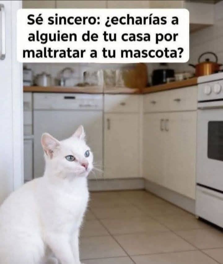mascotamx tweet picture