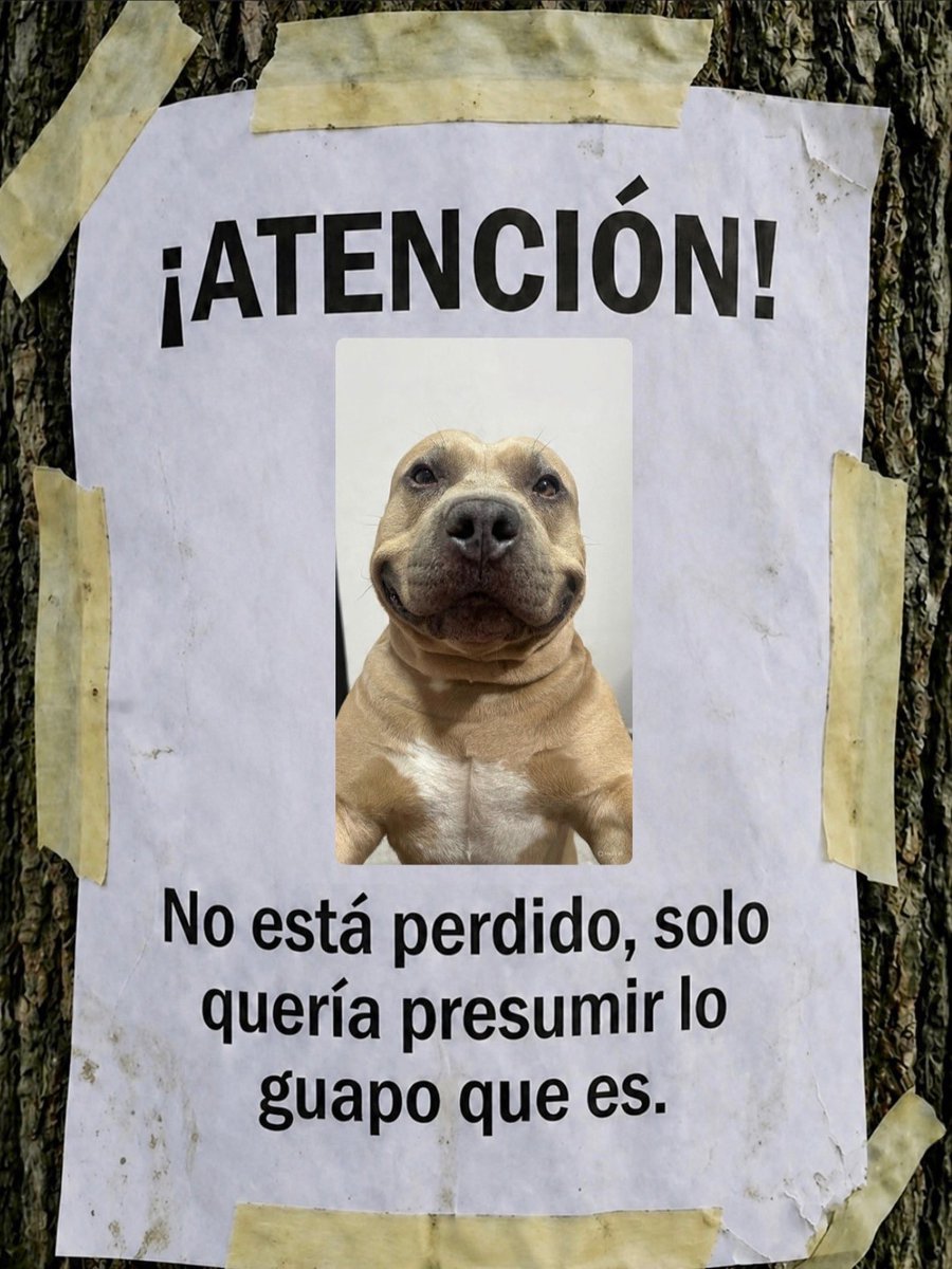 Mundo de Bigotes tweet media