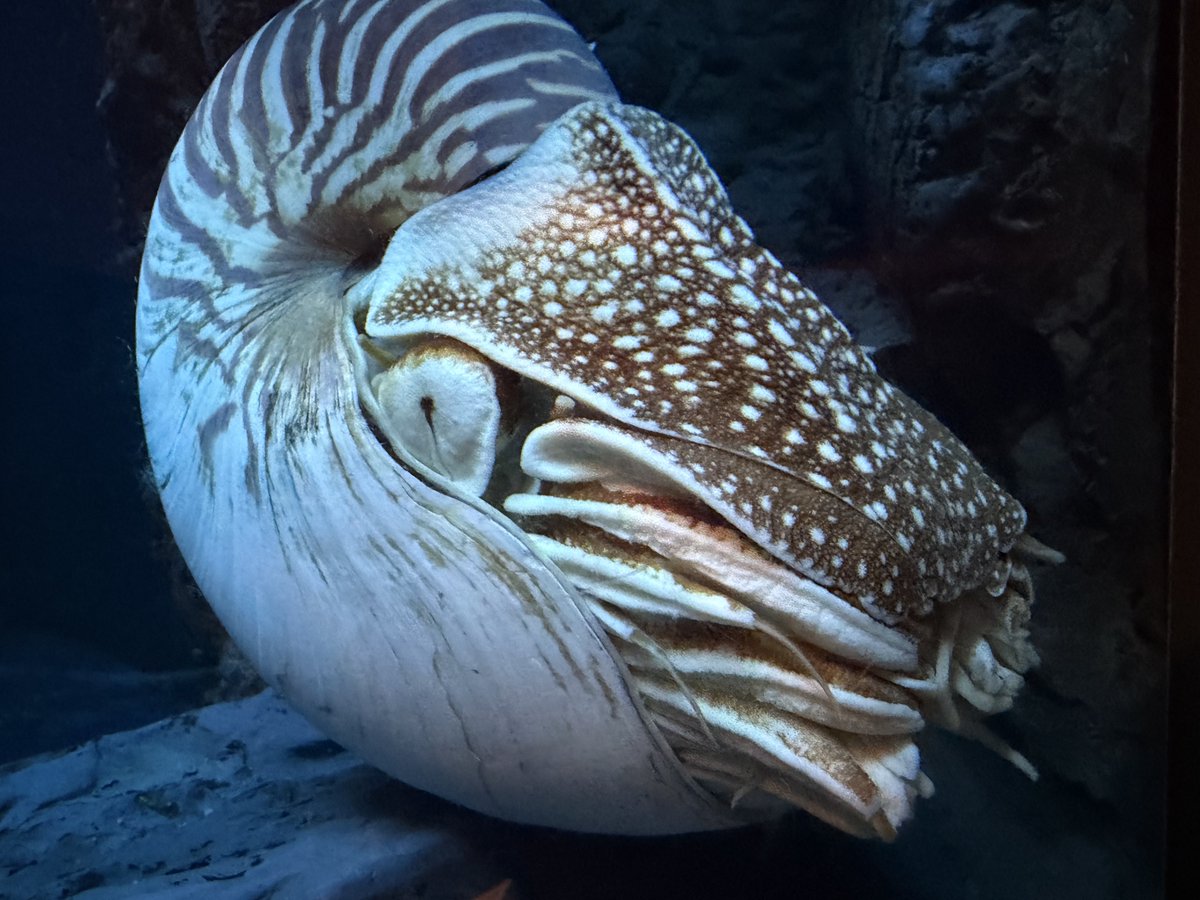 Negi_0626's tweet photo. オウムガイ初めて見た
鳥羽水族館初めて見る生き物が多すぎる https://t.co/SY9KfGmCeF