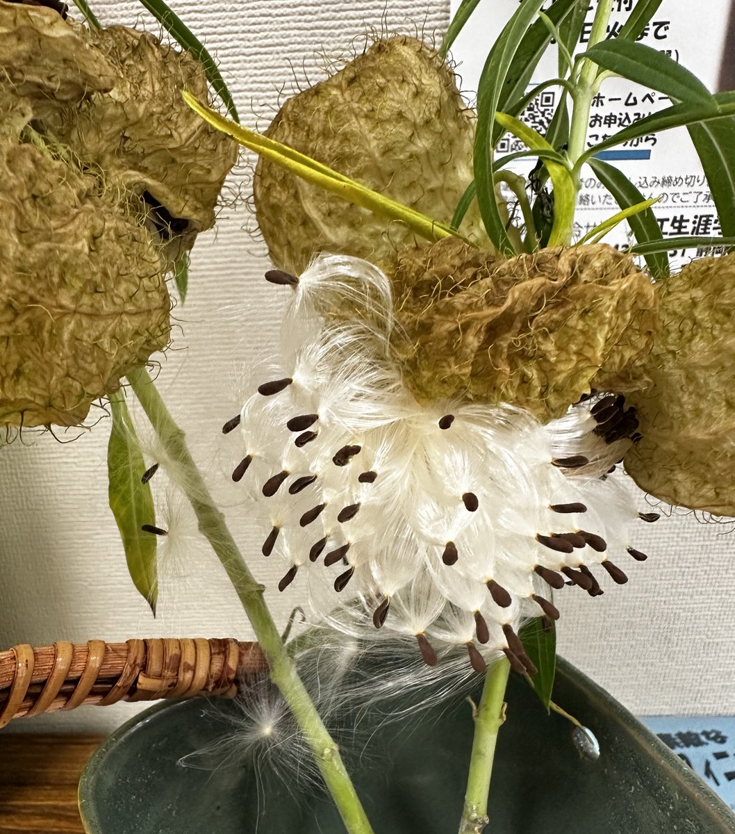 iriesgk's tweet photo. 入江生涯学習交流館のロビーを彩る『風船唐綿』。日ごとに姿を変えていく、その斬新な変化をぜひお楽しみください！ https://t.co/z9o0ZCOq9U