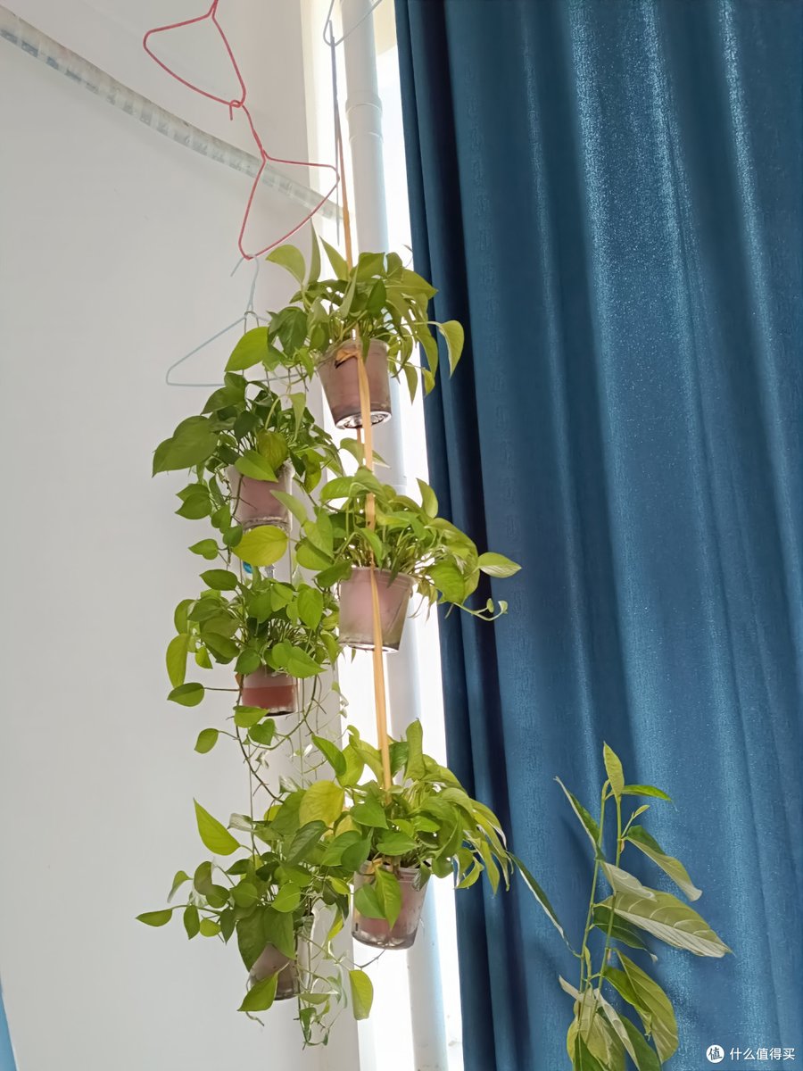KDoinit's tweet photo. Just finished my first macramé plant hanger!  Turned some old cotton ropes into a cute hang spot for my pothos—nothing beats handmade little joys. https://t.co/7Kiu3Jd0Hb