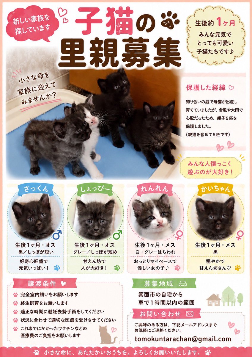 blakerose213's tweet photo. 友達から保護猫さんの情報です。うちは先住猫が居るのでこれ以上の多頭飼いはさすがにダメなんですが、ご興味ある方是非！ https://t.co/m4rhzqzE0b