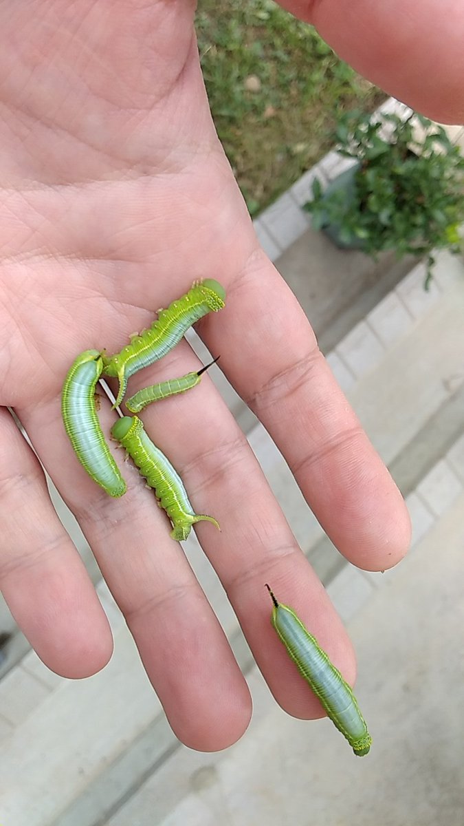 BNJ39's tweet photo. オオスカシバの幼虫。我が地域は雪国で確かちゃんとした公式の生息はまだないとなってるが実際はいる。実際我が家にも産みにくる。貴重なのだが我が家の小さな鉢植えのクチナシでは育てキレないので林のスイカズラ���くっつけておいた。何とか食べてくれ https://t.co/F8SljVbriL