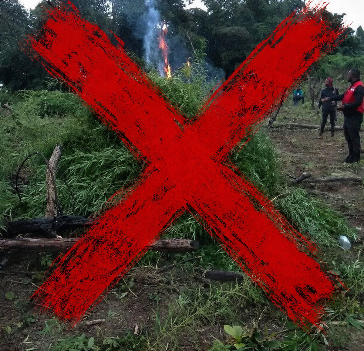 sowore's tweet photo. It is idiotic @ndlea_nigeria  wake up, put on uniforms, march into farms, and set economically viable crops worth millions of dollars ablaze while your country is drowning in multidimensional poverty.

Stop destroying cannabis farms. Stop wasting enormous economic opportunities in the name of a failed and outdated policy.

Legalize and properly regulate cannabis. Invest in research, harness its legitimate medicinal and industrial potential, create jobs, generate revenue, and build an industry Nigerians can benefit from.

You cannot burn your way out of poverty, foolish people!