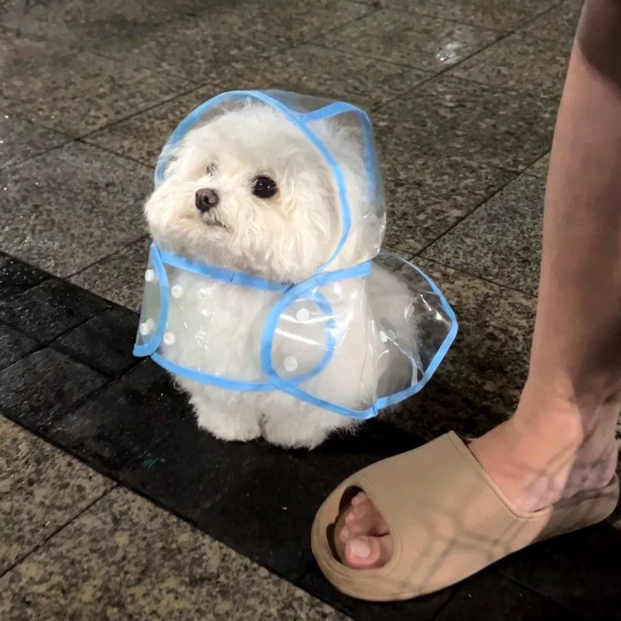 malrang_s_'s tweet photo. 비 오는 날 손바닥만 한 우비 입고 산책 나온 강아지 https://t.co/Gqc9mXJsmX