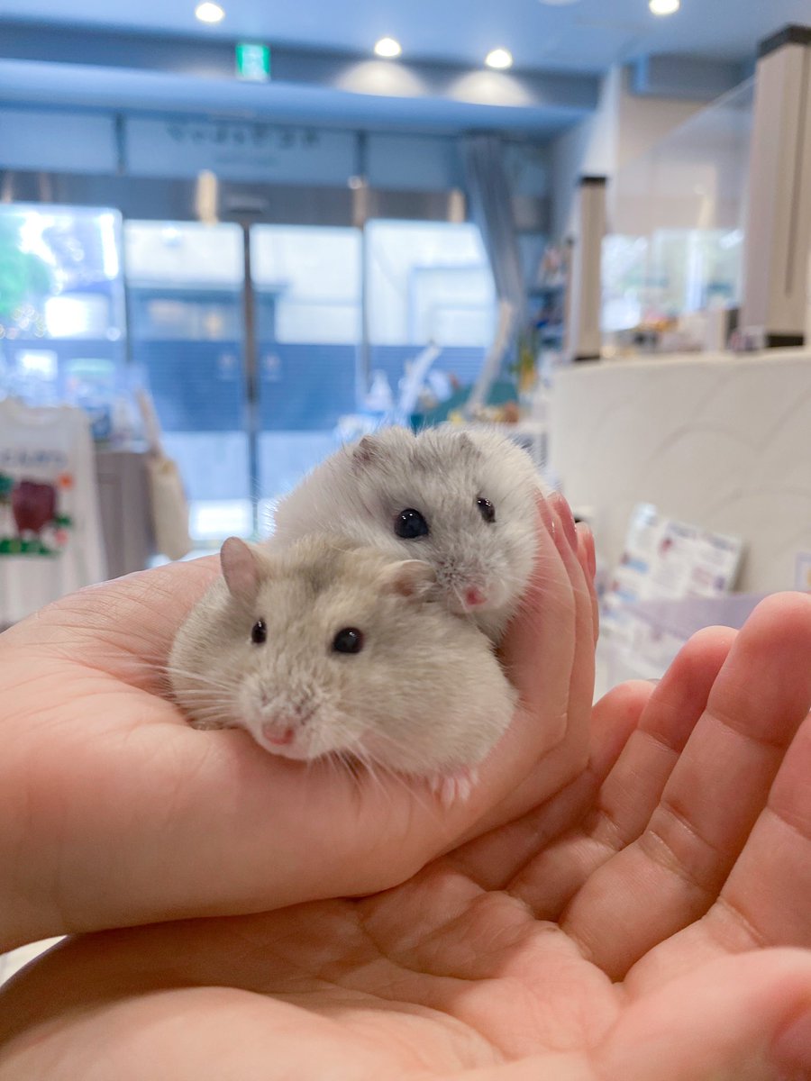 ham__village's tweet photo. もちーズ👭
#ハムスター #hamster #ハムスターのいる生活 #ジャンガリアンハムスター https://t.co/fXeKRbUkz5