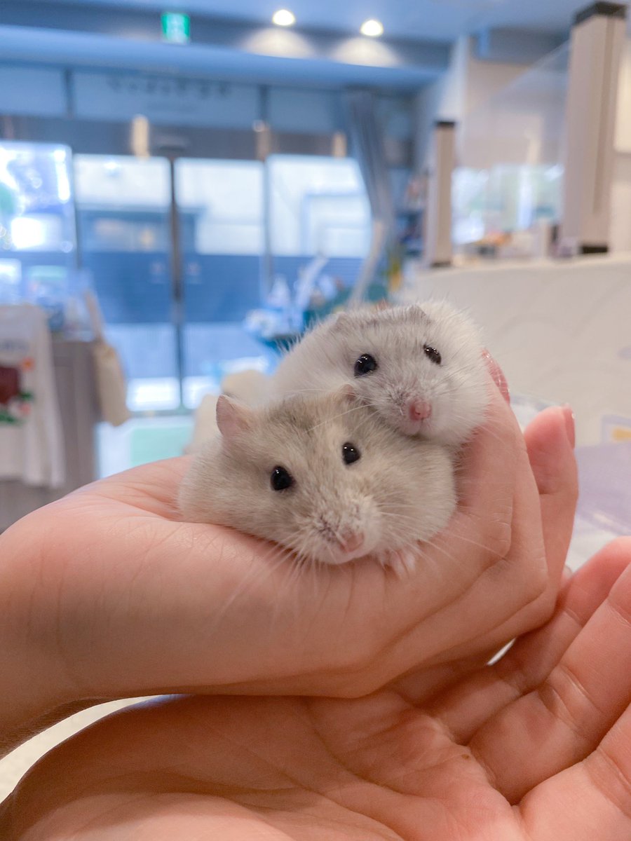 ham__village's tweet photo. もちーズ👭
#ハムスター #hamster #ハムスターのいる生活 #ジャンガリアンハムスター https://t.co/fXeKRbUkz5