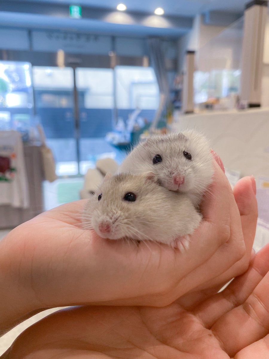 ham__village's tweet photo. もちーズ👭
#ハムスター #hamster #ハムスターのいる生活 #ジャンガリアンハムスター https://t.co/fXeKRbUkz5