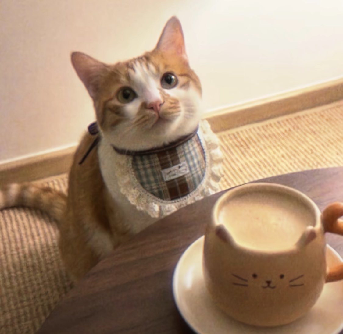 R2f6ctr's tweet photo. ୧(﹒︠ᴗ﹒︡)୨🐱你们或许会喜欢！ https://t.co/h4cUPv5MpX