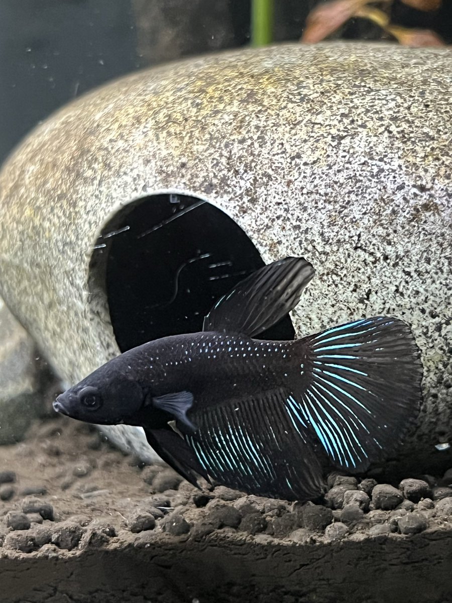 blckstxrr's tweet photo. Meet Midir, my new baby🖤 https://t.co/3TyNRWeLz4