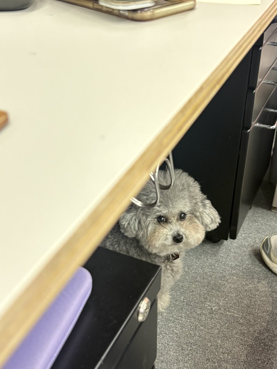 franky_dogs's tweet photo. とうとうデスク下から、人見知りしてる…. https://t.co/iFvL1KS06V