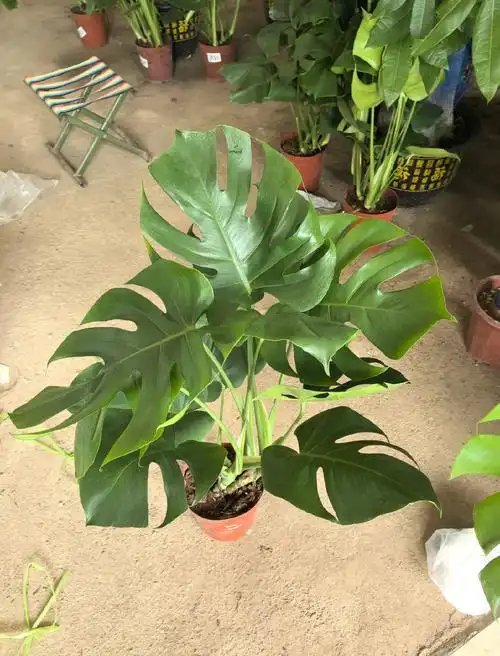 Sadierose78's tweet photo. Pro tip for your houseplant: Let the top 2 inches of soil dry out before watering – avoids overwatering and keeps your green buddy happy! https://t.co/yO9PBOeAn9