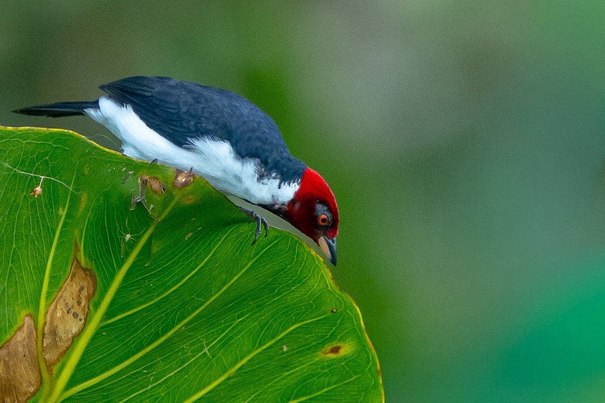 mitoGFP's tweet photo. Red-capped cardinal #birdseenin2026 #birds #birdphotography #cardinal #birdsofecuador #Ecuador #sonyA1 #birdsoftwitter https://t.co/rEQPJmoZW4