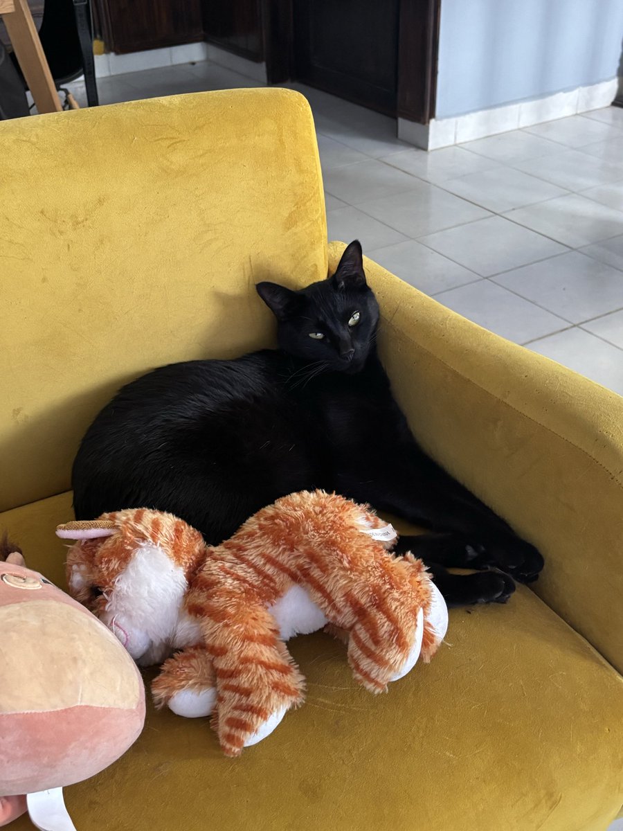PSFanficker's tweet photo. Hoy es el día de la apreciación del gato negro, así que les dejo a mi Kylo Ren que en este universo le tocó ser gato 🖤 https://t.co/l2W1Gl0Y9k