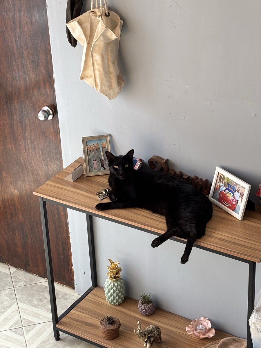 PSFanficker's tweet photo. Hoy es el día de la apreciación del gato negro, así que les dejo a mi Kylo Ren que en este universo le tocó ser gato 🖤 https://t.co/l2W1Gl0Y9k