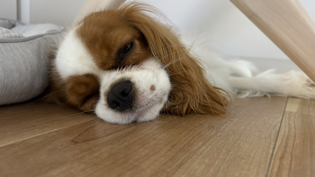 olive_cavalier's tweet photo. 溶けている https://t.co/PTa2ijNY05