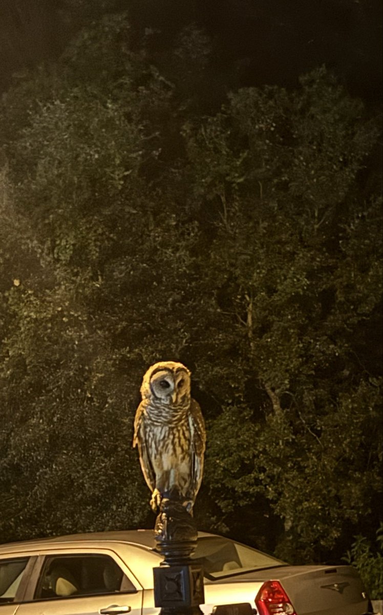 P17Mx's tweet photo. @OwlEveryDay This owl keeps sitting on my mailbox! https://t.co/W4SF19lNNy