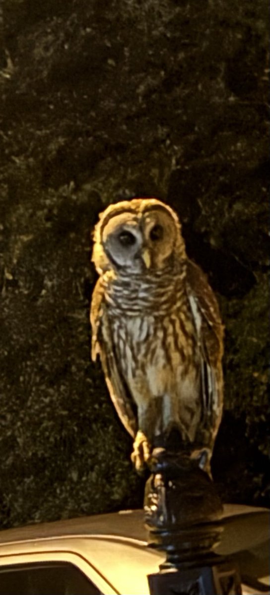 P17Mx's tweet photo. @OwlEveryDay This owl keeps sitting on my mailbox! https://t.co/W4SF19lNNy