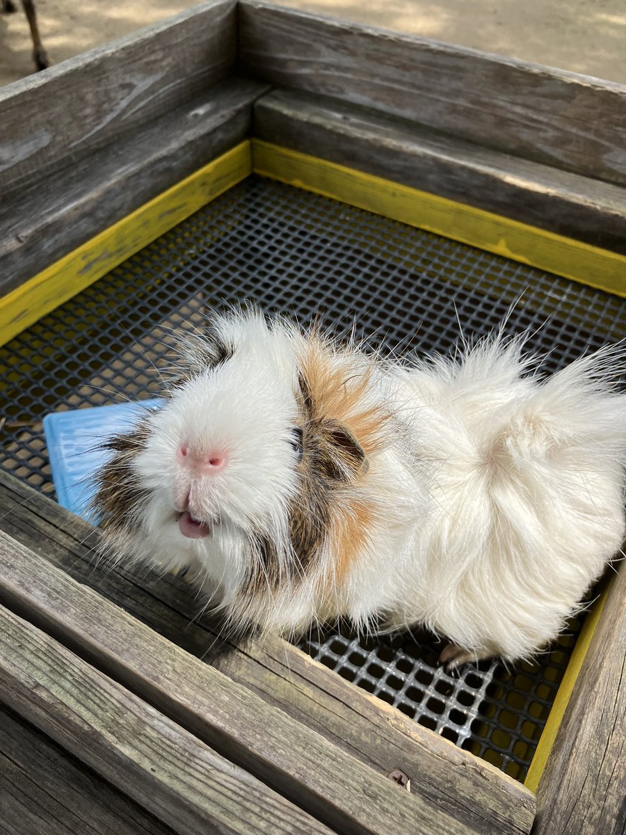 oosaki_park's tweet photo. \ 本日、8月18日
どうぶつ広場　開催しています🐹/

熱中症に気をつけながらご利用ください☘️

暑さや天候のため途中からおやすみになる場合があります。ご了承ください。 https://t.co/zkHN39e3BR