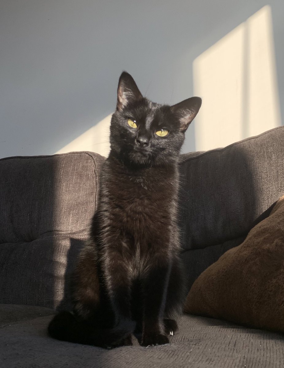 VI0LET_VICES's tweet photo. it’s #ravenday everyone admire she’s the light of my life https://t.co/th3KOLnqWj