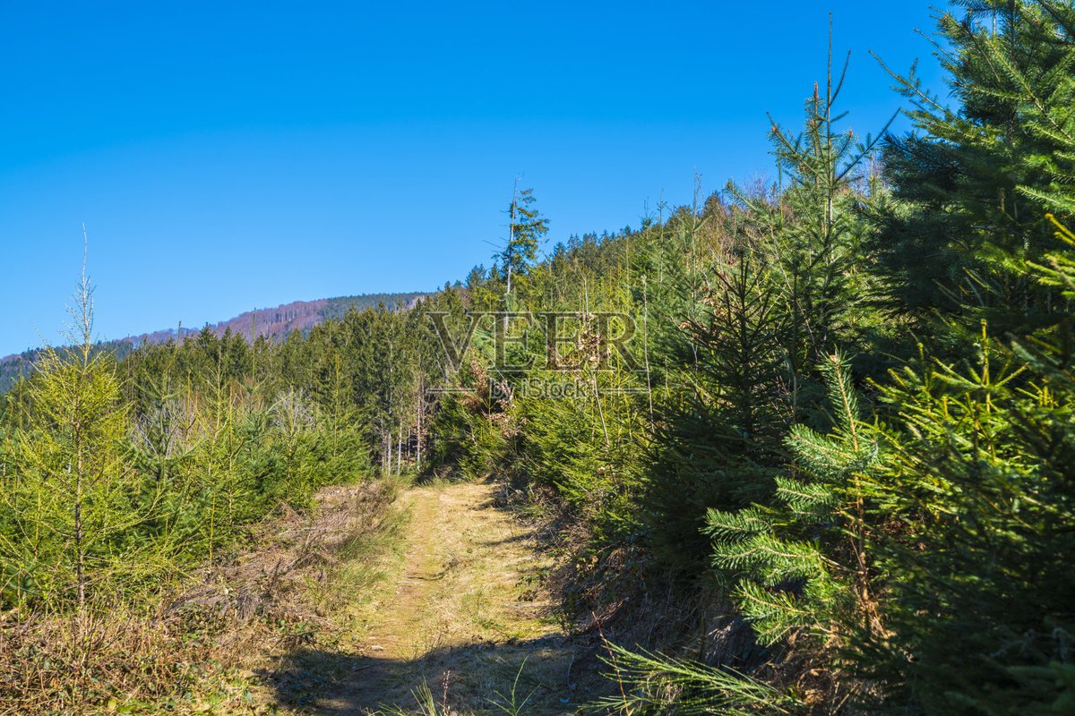 ntry0714's tweet photo. Just hiked through a sun-dappled old forest in the Alps—pine scent, crisp mountain air, and a view that took my breath away. No better way to slow down and soak up nature’s magic. https://t.co/2TKuiZ92BK