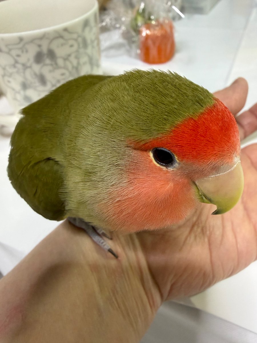 inko_4's tweet photo. でんわなかったけど、大丈夫だよね
おりーぶ https://t.co/h6hqsJxR73