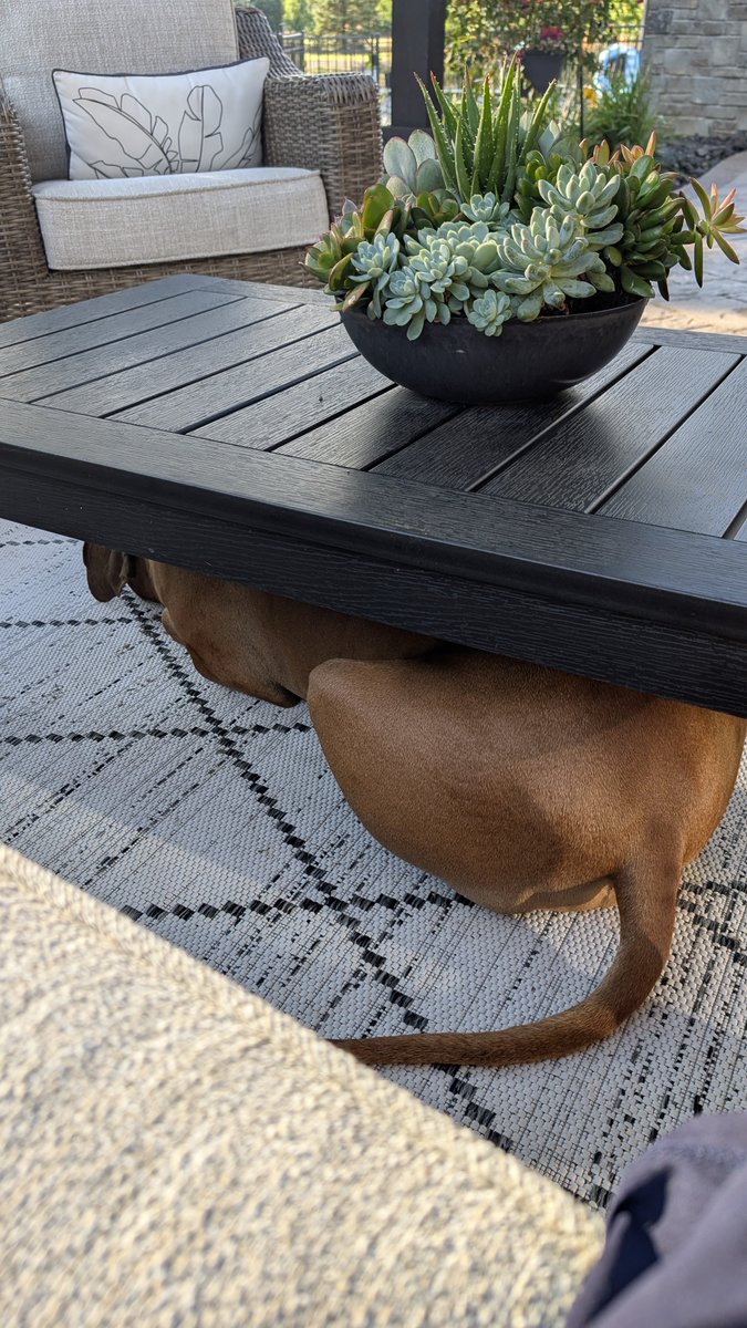 Teskemj's tweet photo. Riley still thinks she’s a small puppy at 90lbs. #Ridgeback https://t.co/bxM8gUxwmT