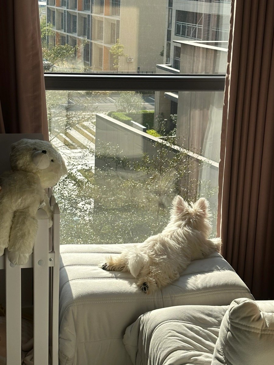 77hazzie's tweet photo. My little pup has turned 6 months old today! From wobbly clumsy baby to this energetic ball of fur who greets me at the door with wet kisses and a toy in his mouth. Growth isn’t just about size, it’s about all the tiny, sweet moments that make my heart full. https://t.co/kJGisZGXrY