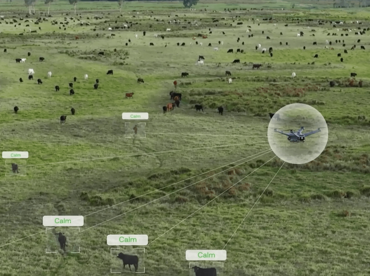 itsolelehmann's tweet photo. this is the most Australian AI startup i've ever seen lol

a 19-year-old just raised $1.2M to build AI drone cowboys for cattle.

and the more i read about it the cooler it gets. here's how it works:

1. the rancher maps the whole property in the app, every fenced paddock, gate and water trough

2. they tap the paddock they want the cattle moved into, whichever one still has grass in it

3. the drone flies out autonomously, finds the herd, positions itself around the animals and starts guiding them toward the right gate

4. the AI watches their position, speed and posture, moving closer to apply pressure and backing off when the cattle show stress

cattle can hear the propellers from up to 100 meters away. when one needs an extra push the drone can direct the airflow onto its back

they even tested playing a recording of each farmer's own cattle call through the drone haha

and once they're through the gate the farmer gets a fresh report on the whole property, because the drone also:

> counted the herd on the way
> estimated what they weigh
> flagged any animal moving like it's sick
> measured how much grass is left in each paddock
> checked for open gates, dry troughs or busted fences

one drone can typically control and track herds of up to 2,000 animals. the company says it cuts mustering costs roughly in half

Brumby (formerly GrazeMate) is still rolling out pilots, but already had commitments covering 1.7 million acres across Queensland and New South Wales before expanding into California

so a job that used to require riders, motorbikes, horses or helicopters is now just 3 taps on a phone and an AI drone cowboy