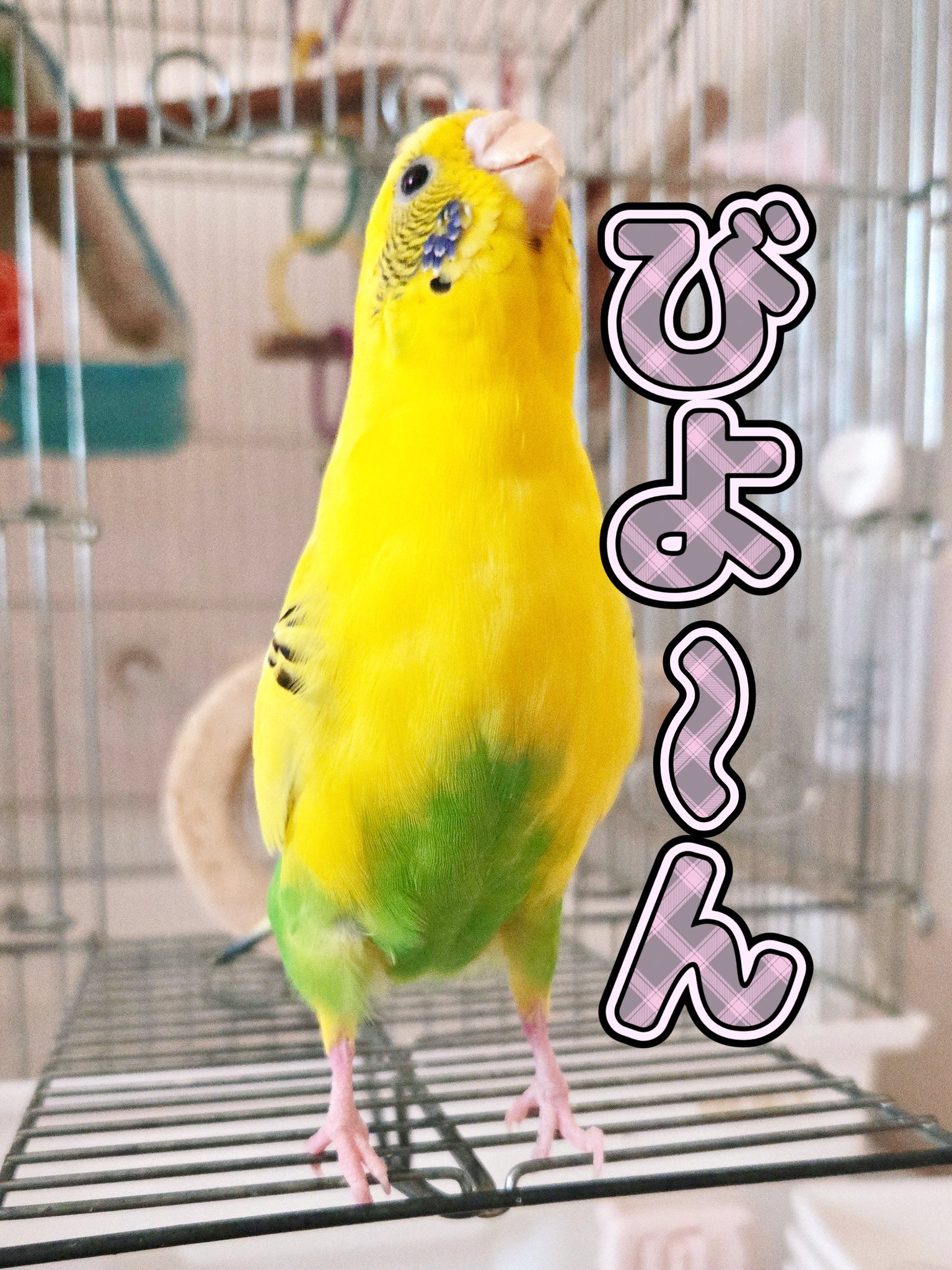 SHIZUKA🐥鳥好きsinger on X: 