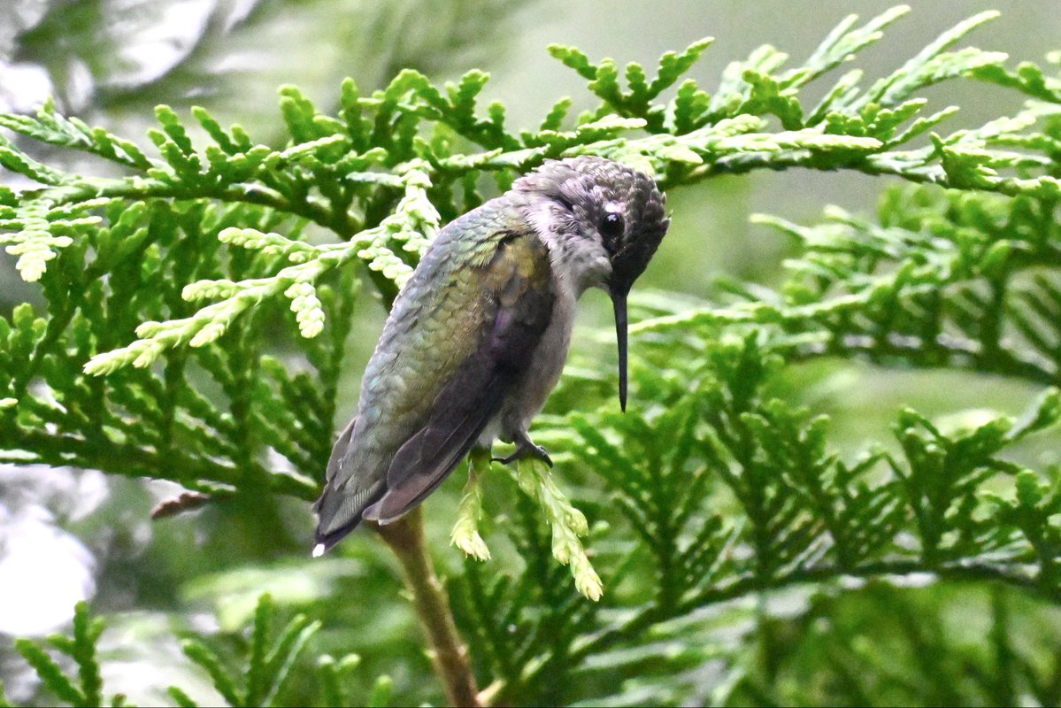 ell_enR's tweet photo. Ruby-throated hummingbird giving the side eye!
Northern NJ
8/2026
#hummingbird #hummingbirdphoto #hummingbirds #hummingbirdlove #hummingbirdlover #Rubythroatedhummingbird #birdphotos #birdwatching #birdlover #birdphotography #naturephotos #NaturesBeauty #naturelover #Nature https://t.co/OypmSnFGmc