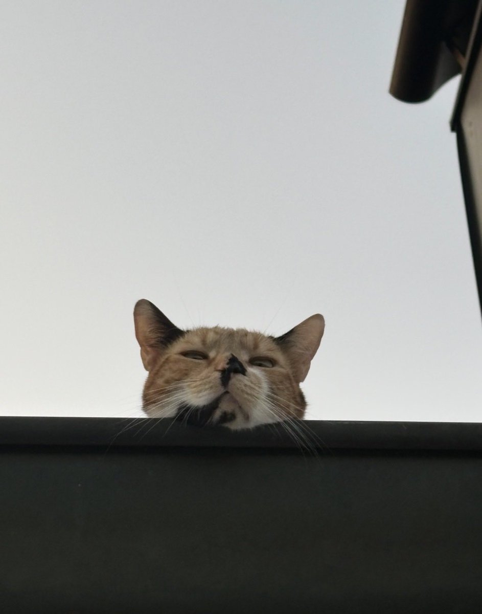 kaspirals's tweet photo. local roof resident https://t.co/1bHTLLXRlN