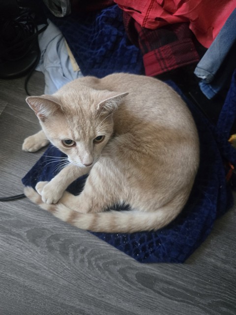 PetfindToronto's tweet photo. #LAWRENCE #ORTON PARK Pls RT2unite #FOUND #CAT- 13-Aug-26 #Toronto Animal Services A1042451 #PUBLIC L&F 416-338-7297 ORG TABBY DSH M/9Mth https://t.co/KqvJ7KuTFD