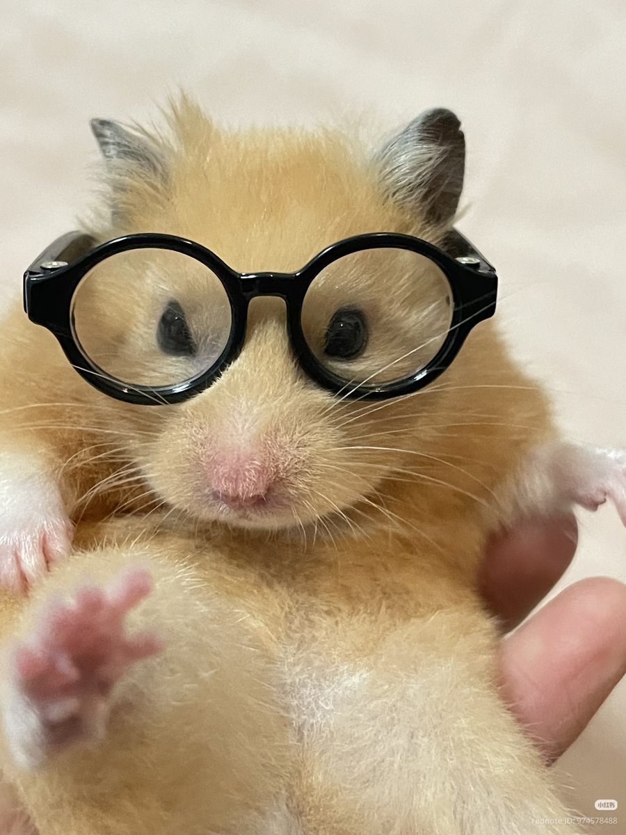 TweetsOfHamster's tweet photo. 🤓 https://t.co/F1lsLqsmJg