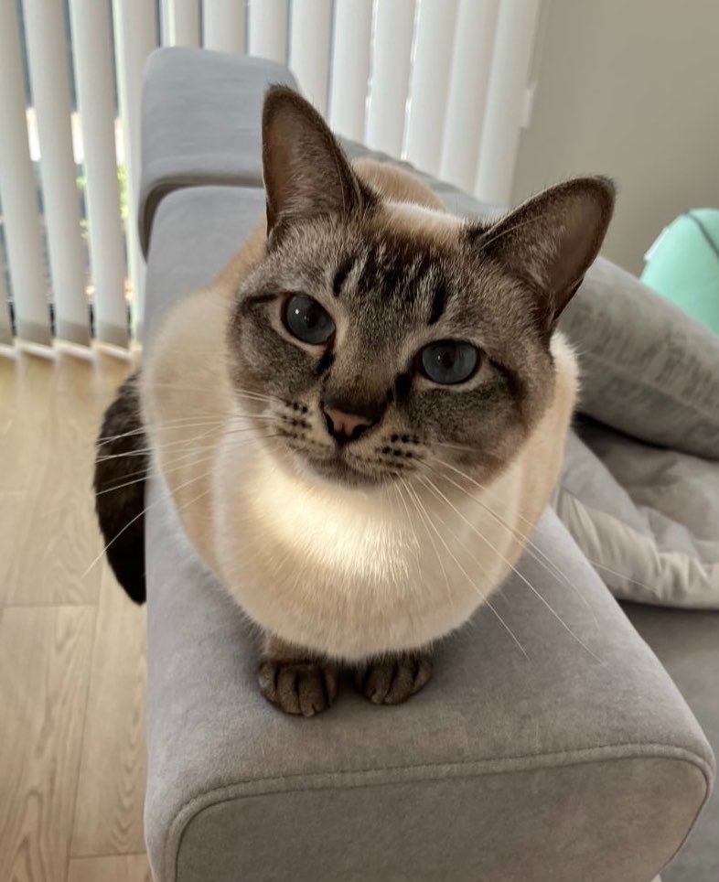 _roro_cat_'s tweet photo. おはようと言っているねこ https://t.co/jJ107ye0Lk