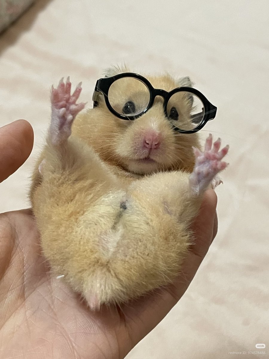 TweetsOfHamster's tweet photo. 🤓 https://t.co/F1lsLqsmJg