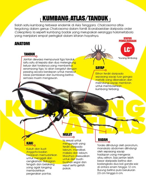 Gempak_Starz's tweet photo. Meh kita tengok anatomi kumbang Chalcosoma atlas dalam #SiriGempurSerangga BF01: Tempur Bermula!: Scarab · Kepinding · Rama-rama karya Zint!

Dapatkan hari ini!
🐛GS STORE: https://t.co/cZUfqYrvr6
🐛SHOPEE: https://t.co/QHQQSe489M
🐛LAZADA:https://t.co/FVlmcBJrrt

#GempakStarz https://t.co/VmO8wStPXO
